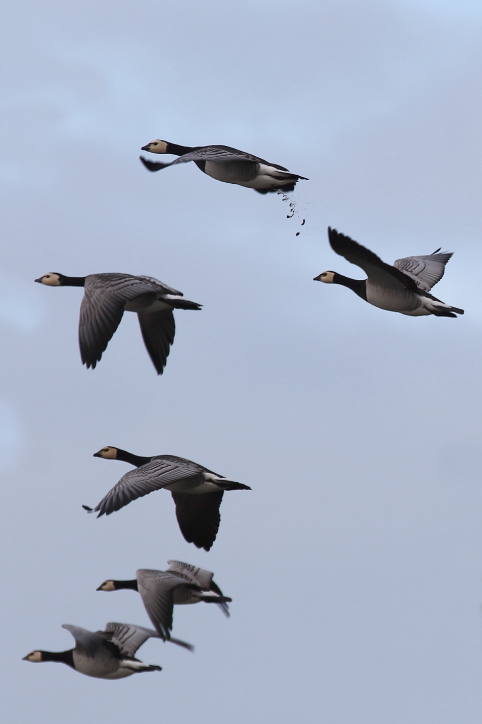 de volle laag - Vogels - brandgans