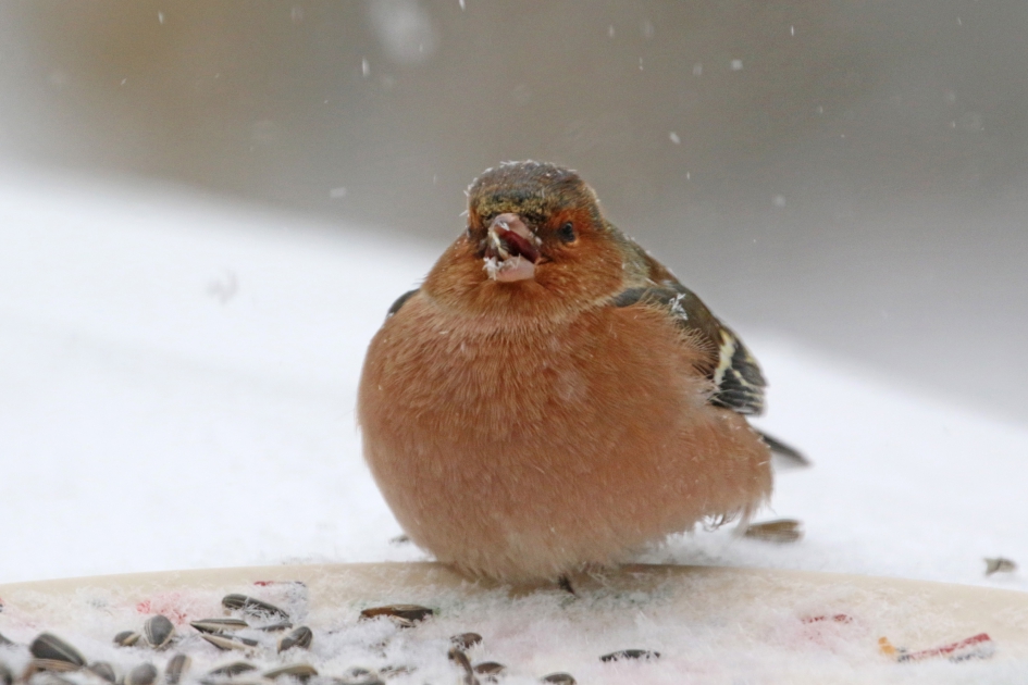 Die komt niet om van honger of kou! - Vogels - Vink
