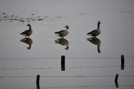 Drie gespiegeld in het water