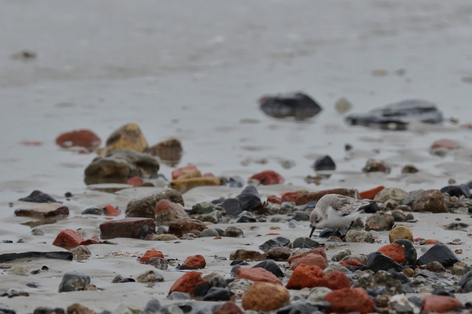 drieteenstrandloper - Vogels - drieteenstrandloper