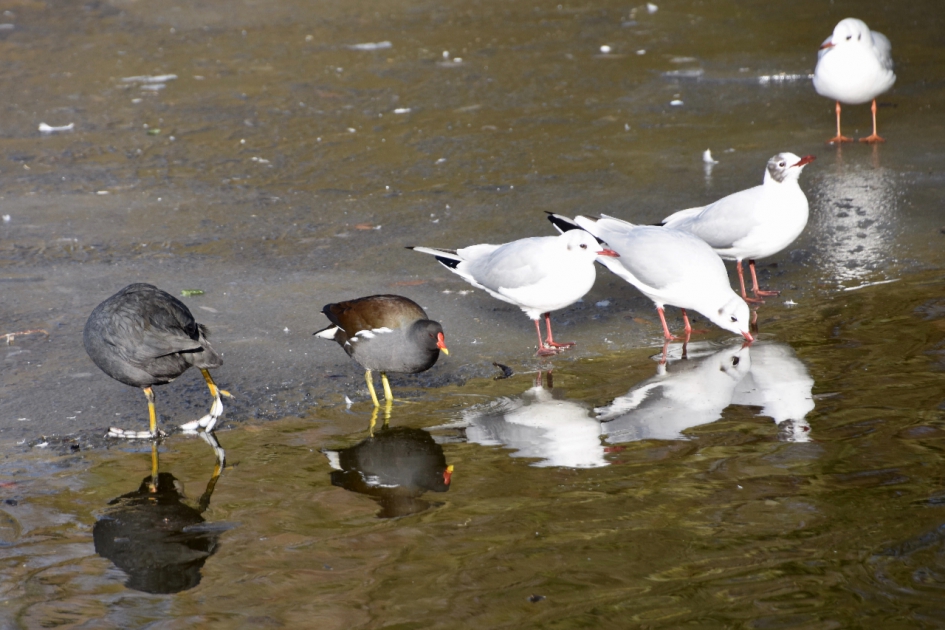 Drinken aan de rand van het ijs! - Vogels - 