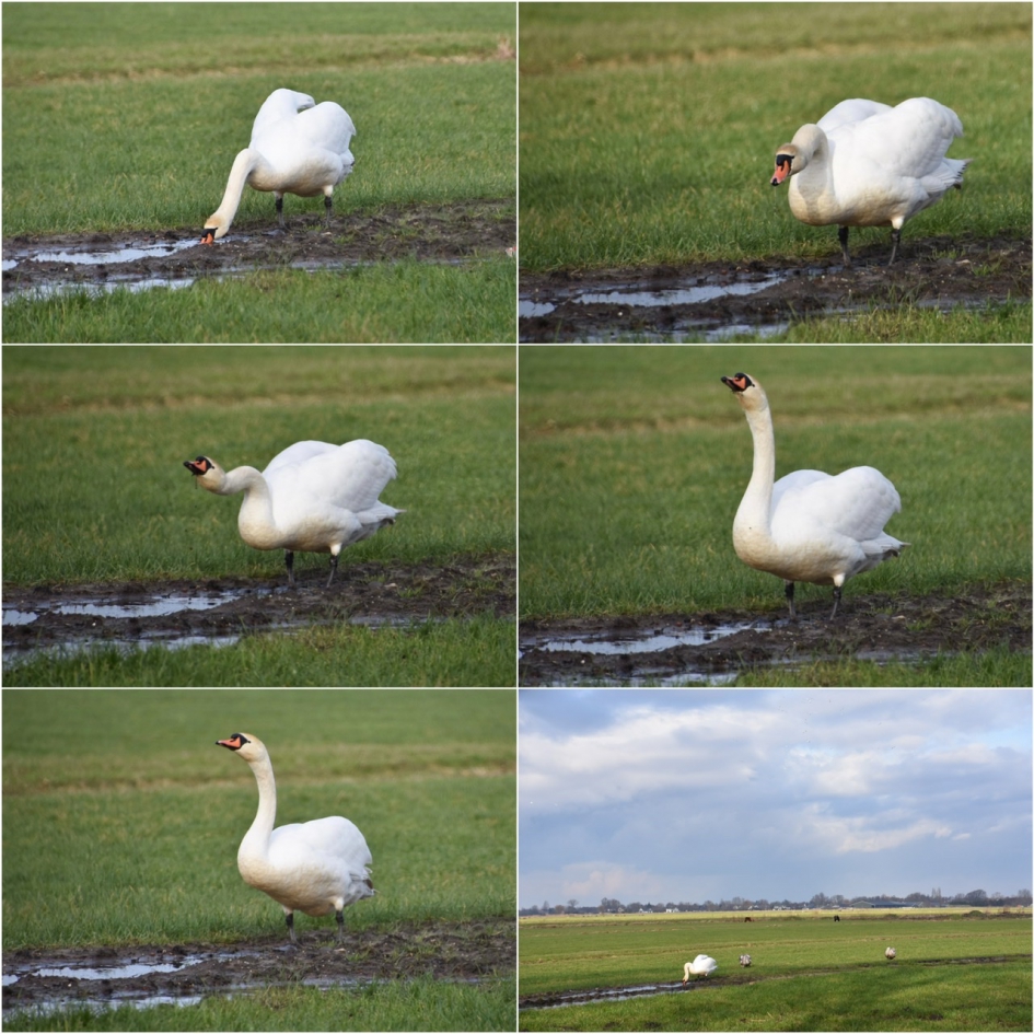 Drinkende zwaan - Vogels - 