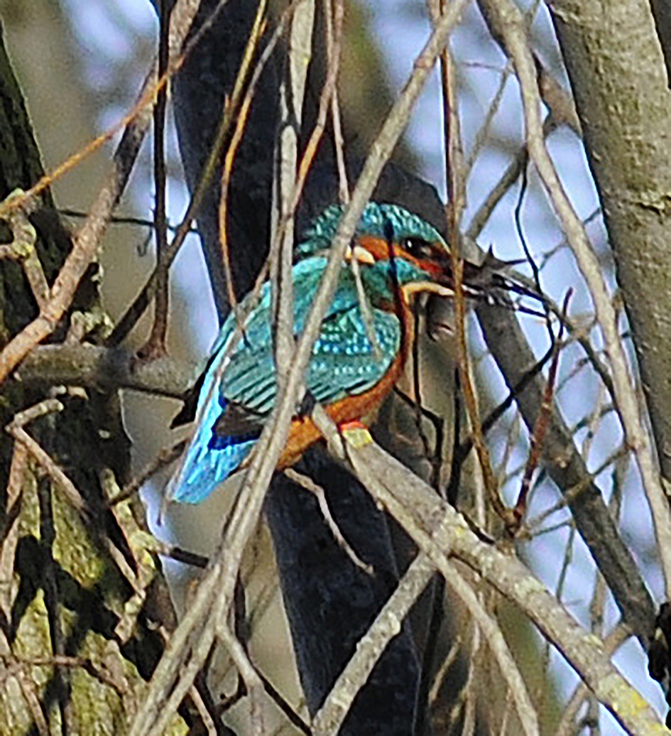 Duik gemist maar Ijsvogel had wel beet - Vogels - Ijsvogel