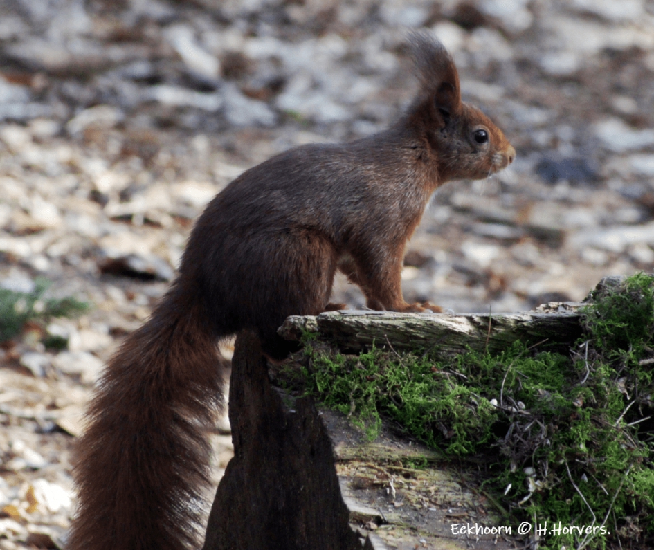 Eekhoorn. - Zoogdieren - Eekhoorn.