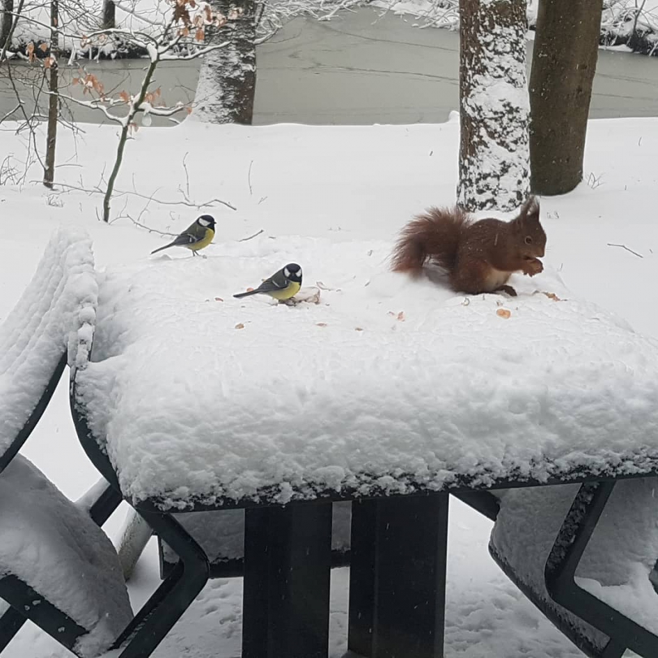 Eekhoorn beschermt zijn pinda's - Zoogdieren - Eekhoorn beschermt zijn voorraad tegen de koolmeesjes.
