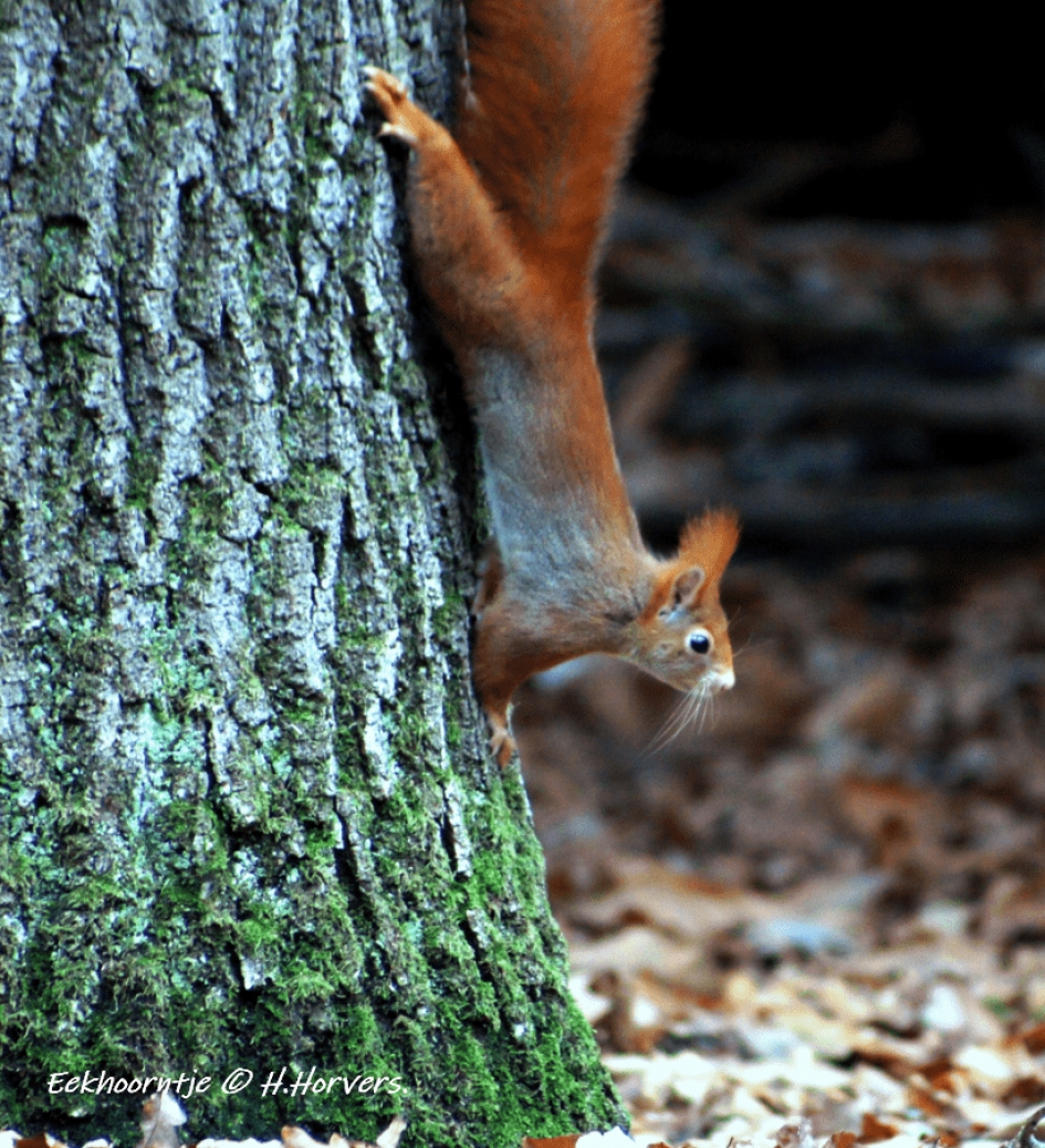 Eekhoorntje - Zoogdieren - Eekhoorntje