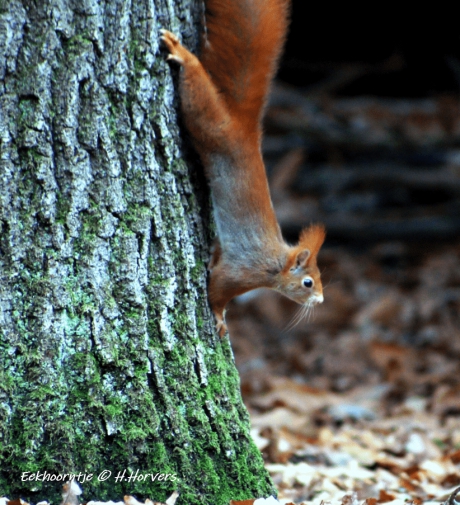 Eekhoorntje