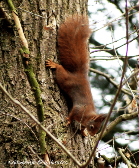 Eekhoorntje