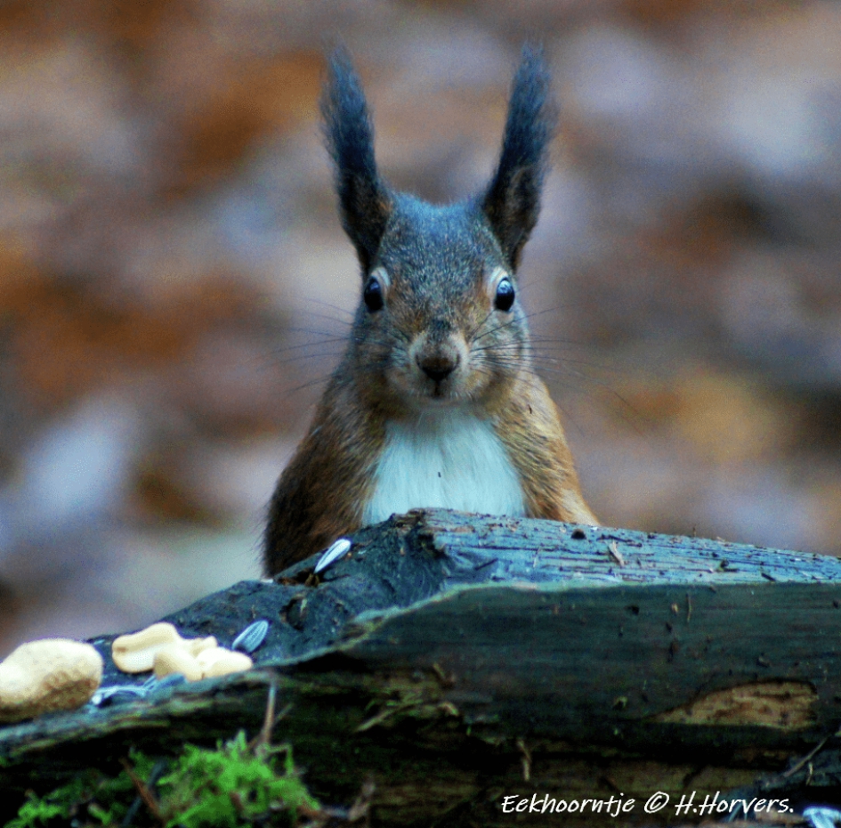 Eekhoorntje - Zoogdieren - Eekhoorntje
