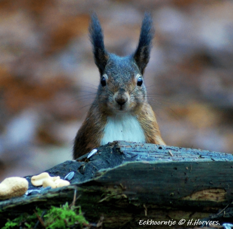 Eekhoorntje
