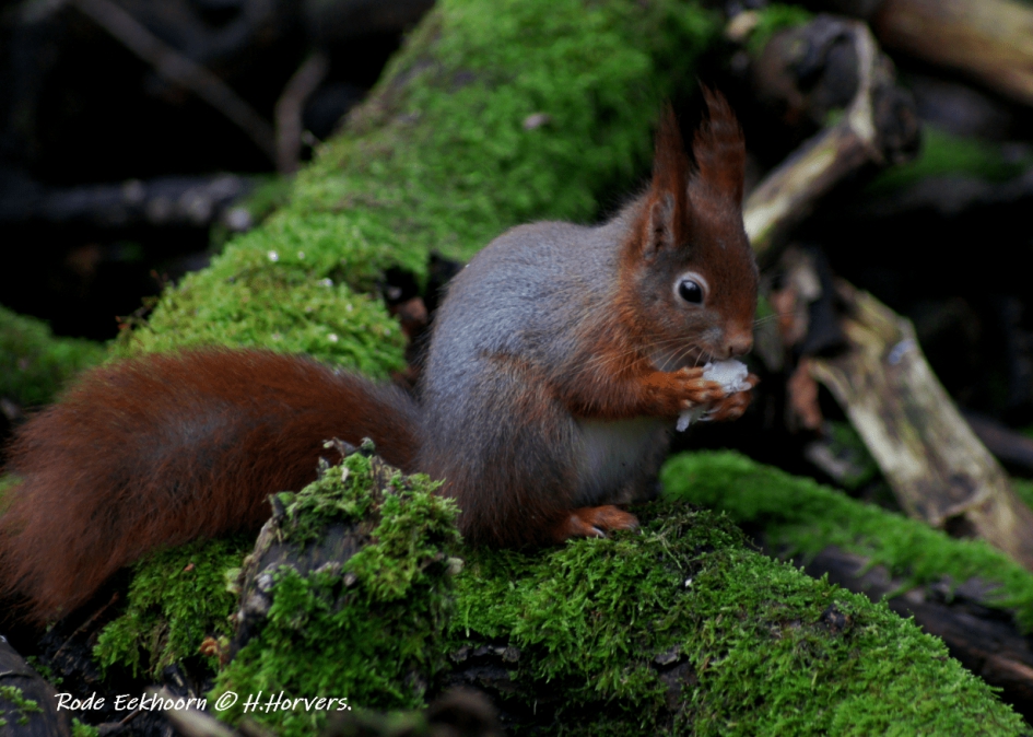 Eekhoorntje - Zoogdieren - Eekhoorntje