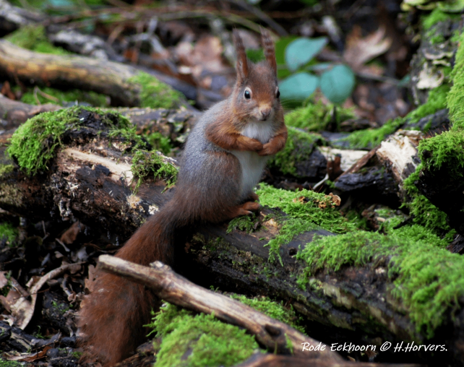 Eekhoorntje - Zoogdieren - Eekhoorntje