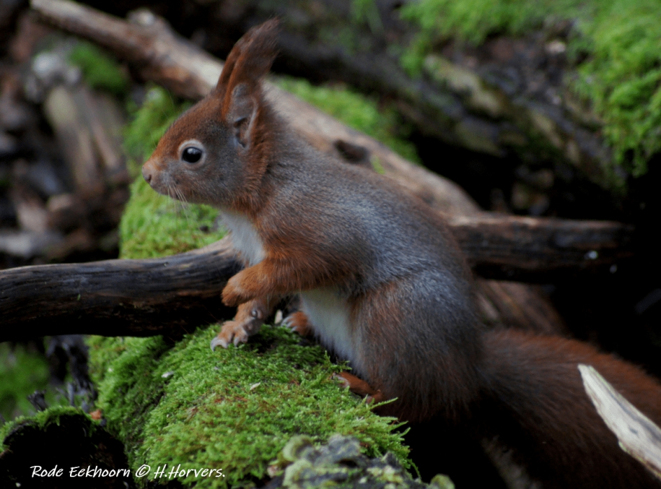 Eekhoorntje - Zoogdieren - Eekhoorntje
