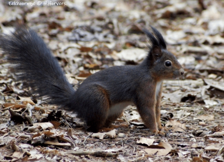 Eekhoorntje