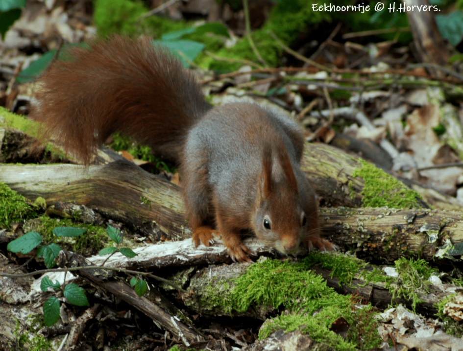 Eekhoorntje - Zoogdieren - Eekhoorntje