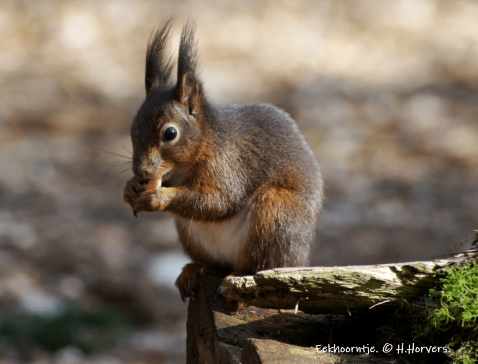 Eekhoorntje - Zoogdieren - Eekhoorntje