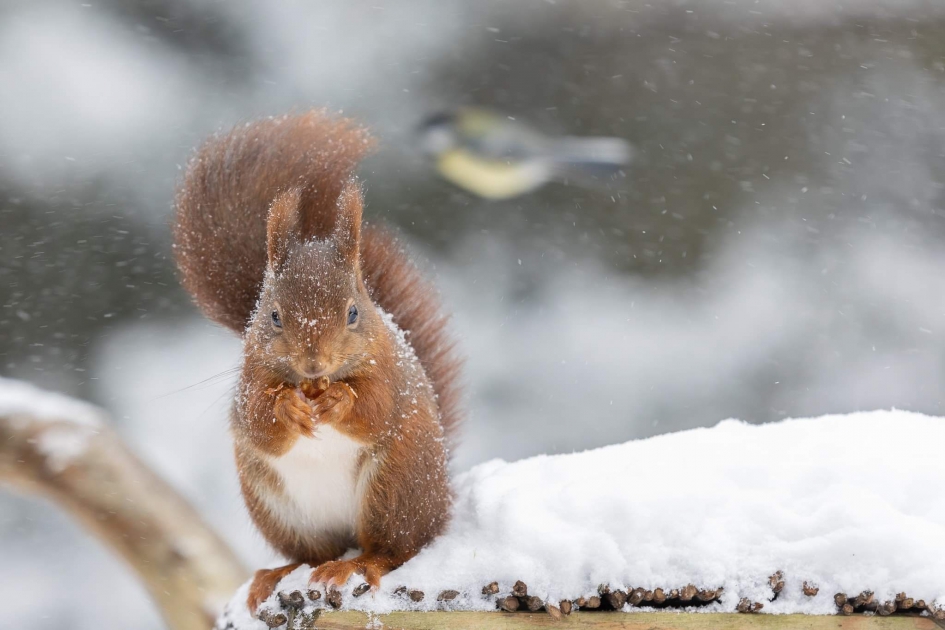 Eekhoorntje in Sneeuwstorm - Zoogdieren - Eekhoorn