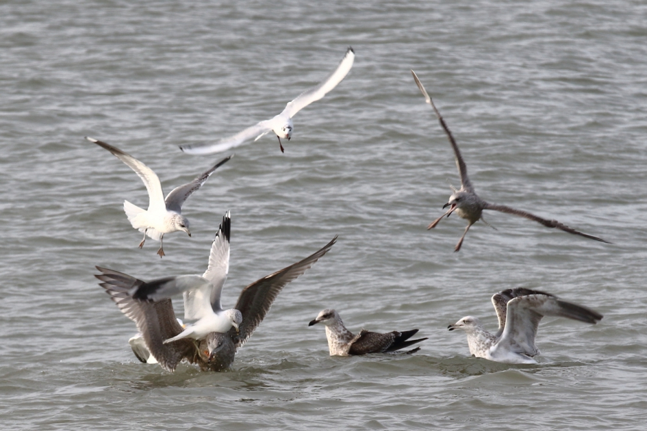 een brede rug hebben - Vogels - stormmeeuw