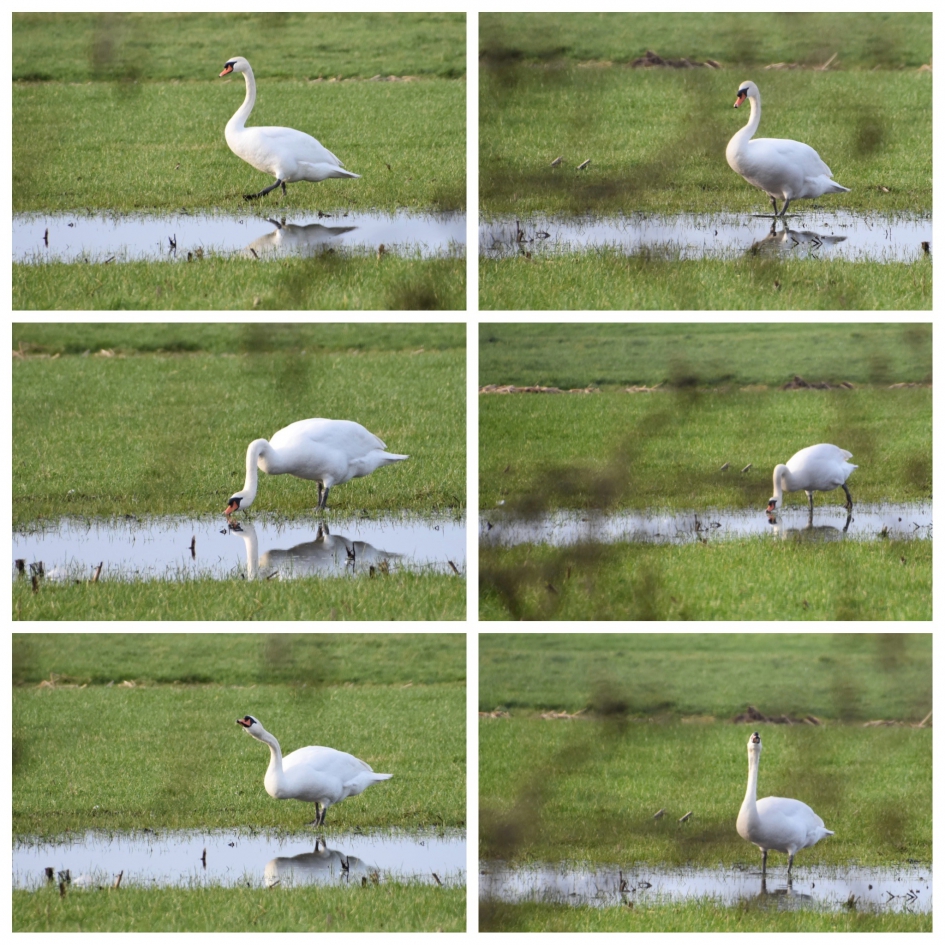 Een eindje verder... - Vogels - 