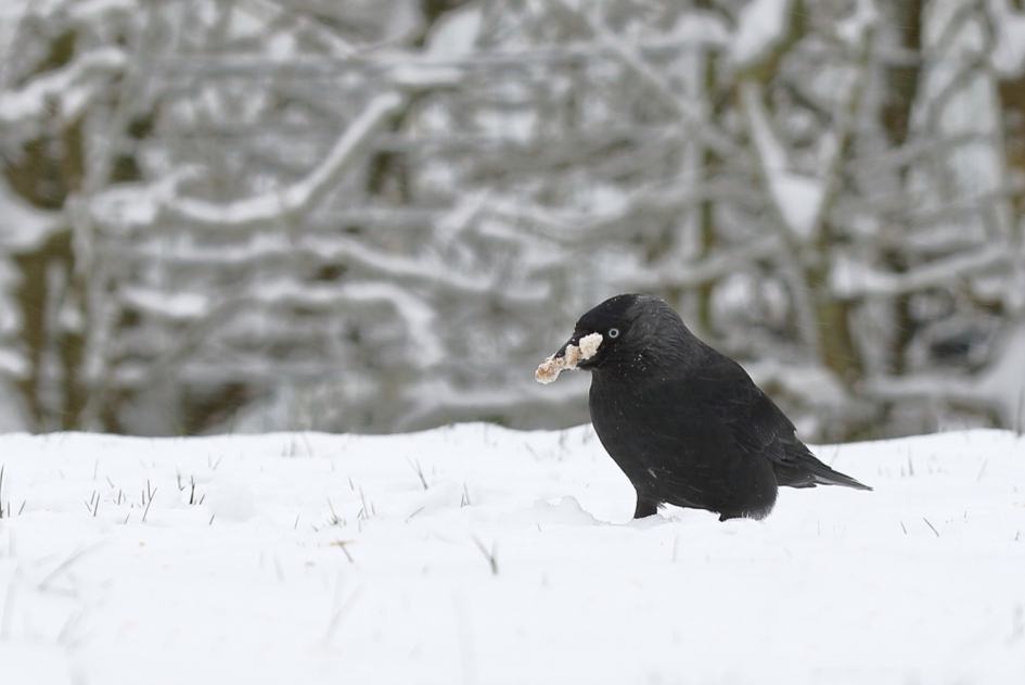 een ''graantje'' meepikken - Vogels - kauw
