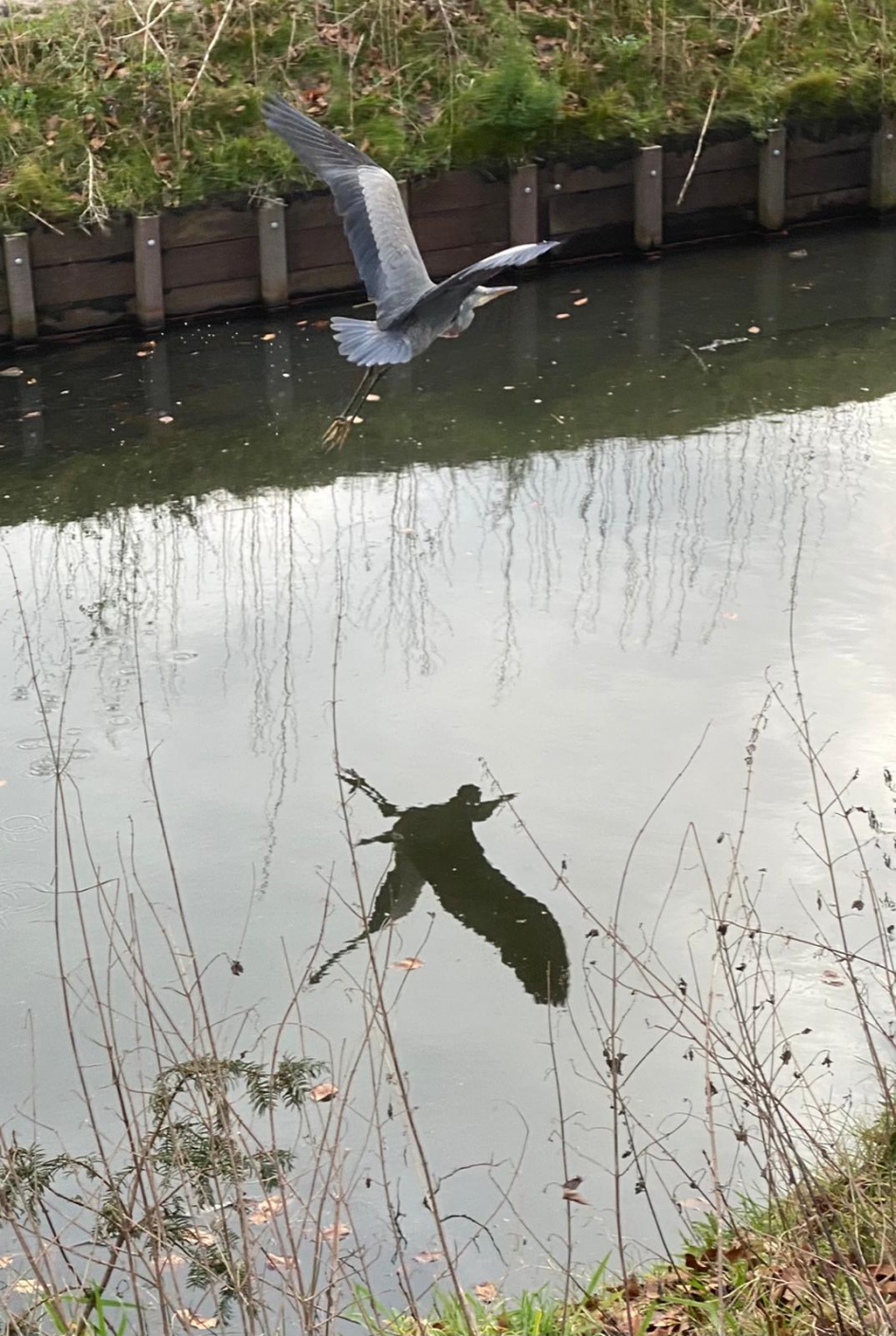 Een reiger vliegt weg van zijn spiegelbeeld - Vogels - Blauwe reiger