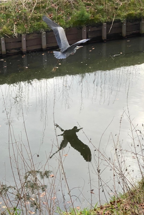 Een reiger vliegt weg van zijn spiegelbeeld