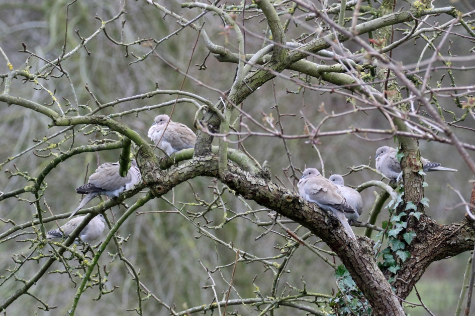 Een tortelboom - Vogels - Turkse tortel