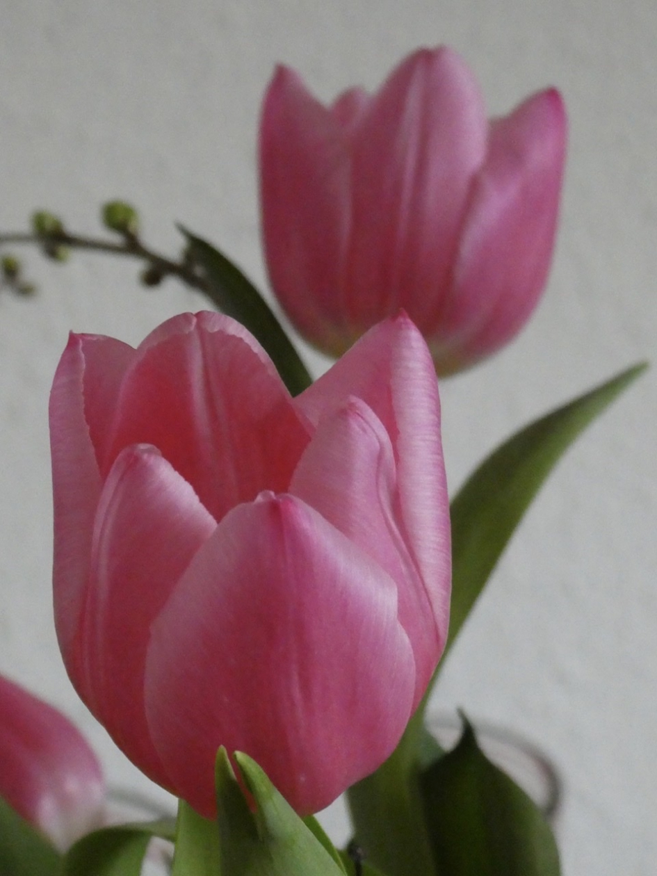 Een van de eerste dagen... - Planten - 