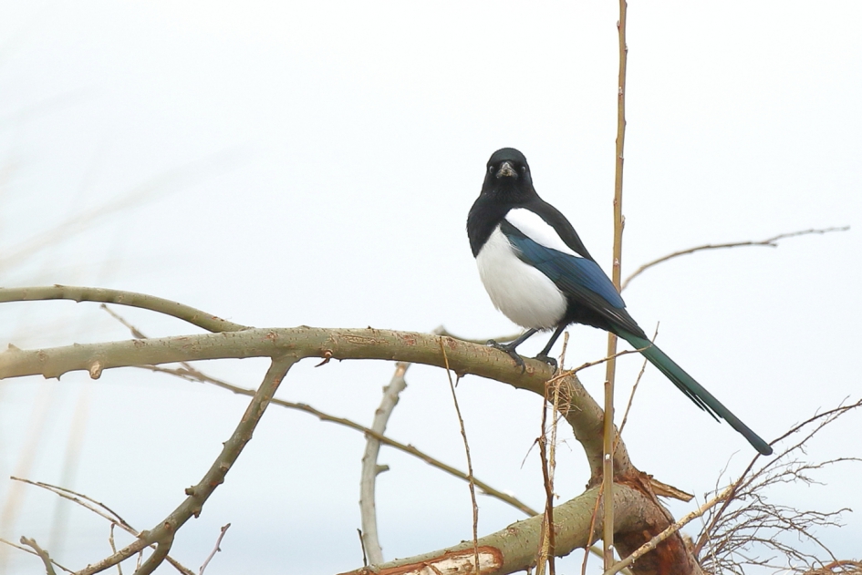 een vleugje blauw.... - Vogels - ekster