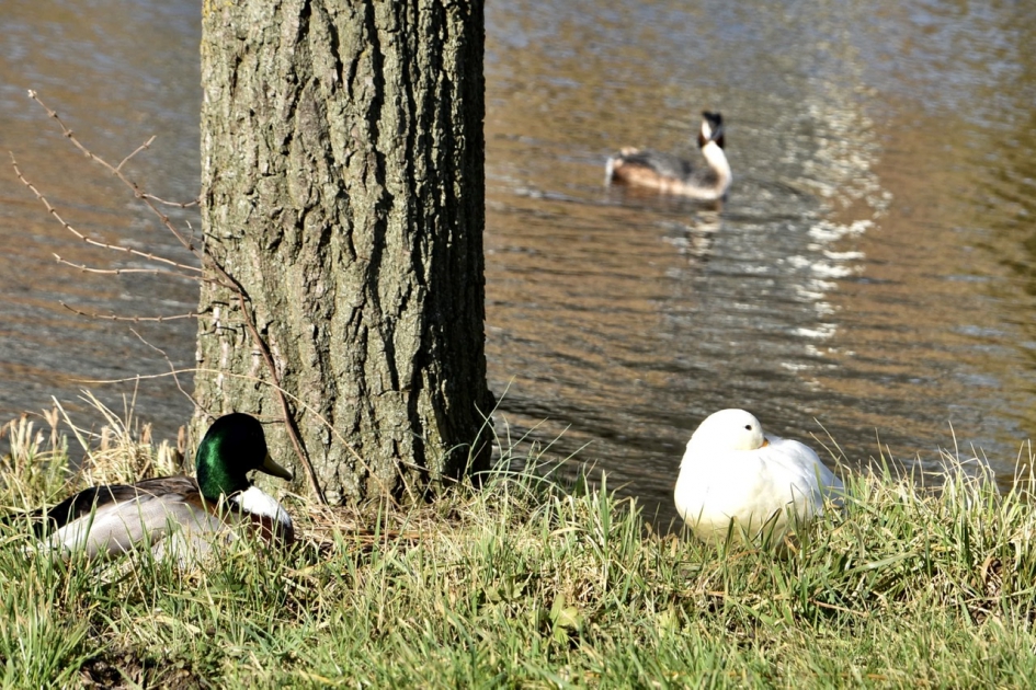 Eendenpaartje - Vogels - 