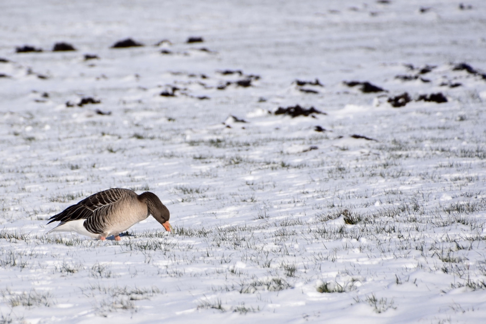 Eenzame grauwe gans - Vogels - 