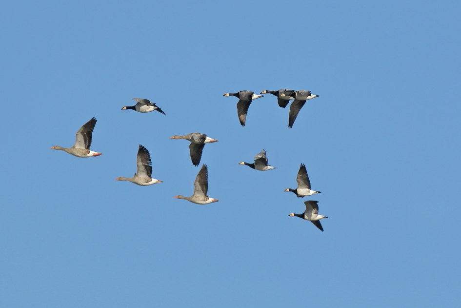 gecombineerd elftal - Vogels - brandgans