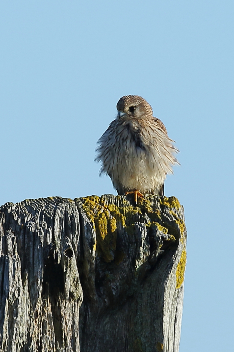 even opdrogen - Vogels - torenvalk