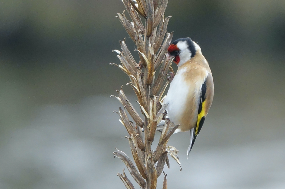 Foeragerende Putter - Vogels - Putter