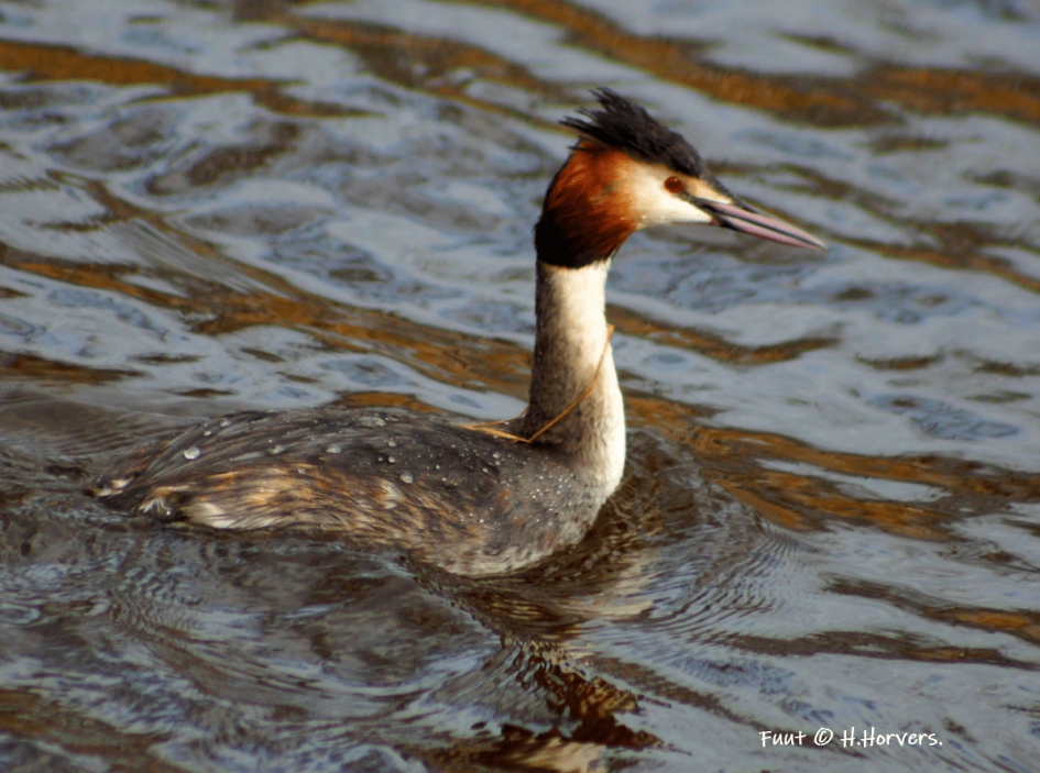 Fuut - Vogels - Fuut