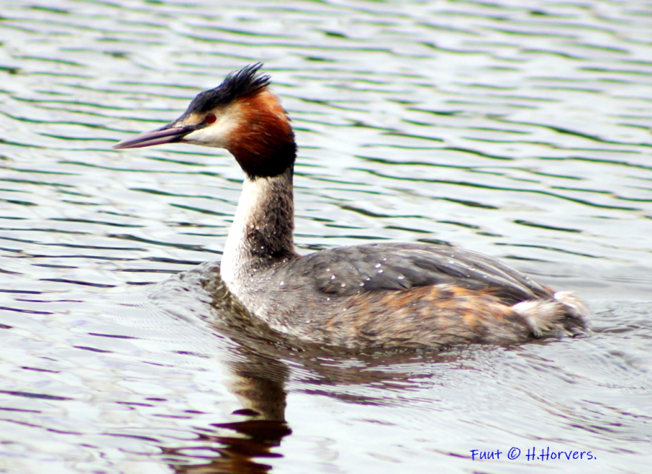 Fuut - Vogels - Fuut