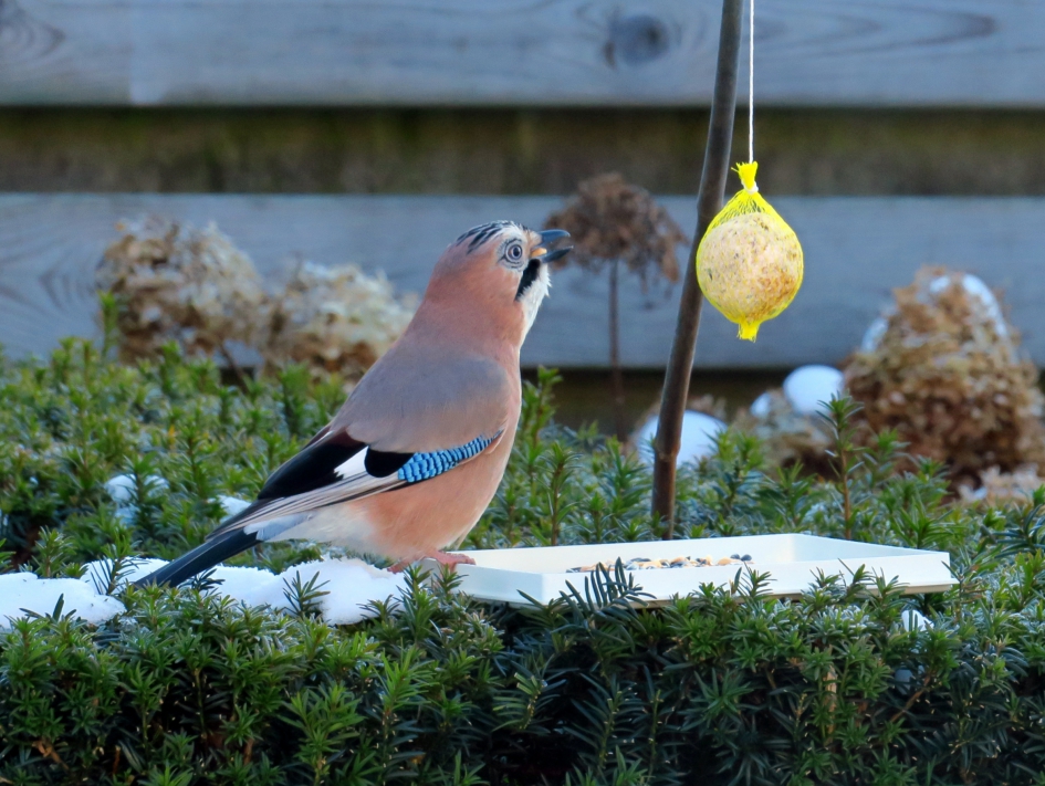 Gaai - Vogels - Gaai