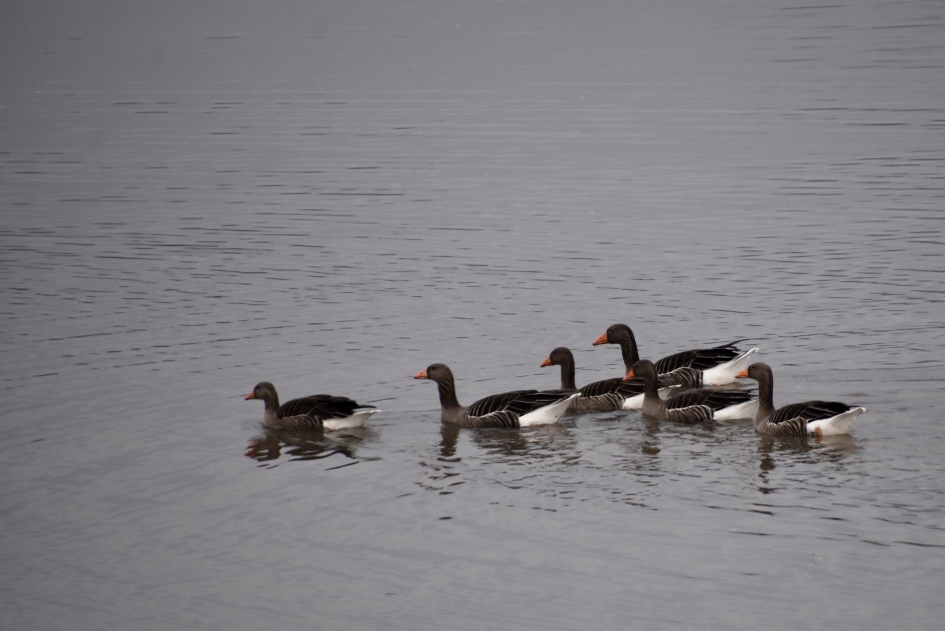 Grauwe ganzen - Vogels - 
