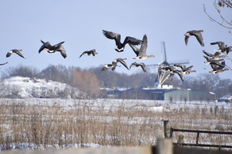 Kolganzen of grauwe ganzen
