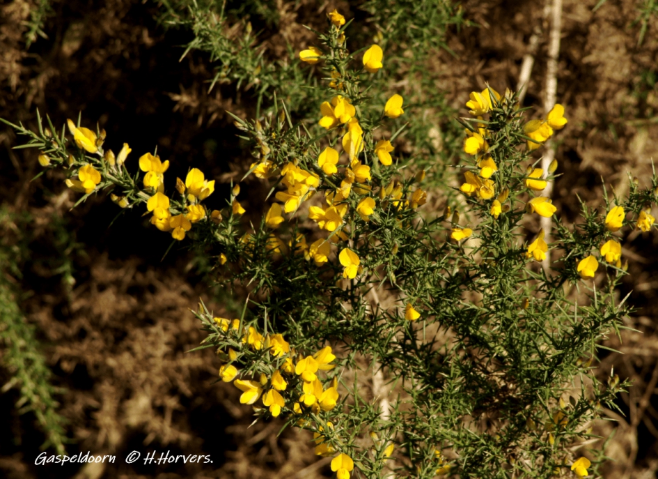 Gaspeldoorn. - Planten - Gaspeldoorn.