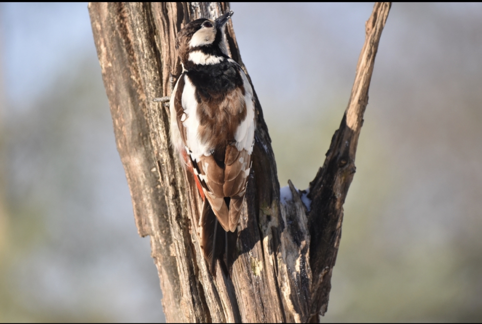 GBS met kleurafwijking - Vogels - Grote Bonte Specht