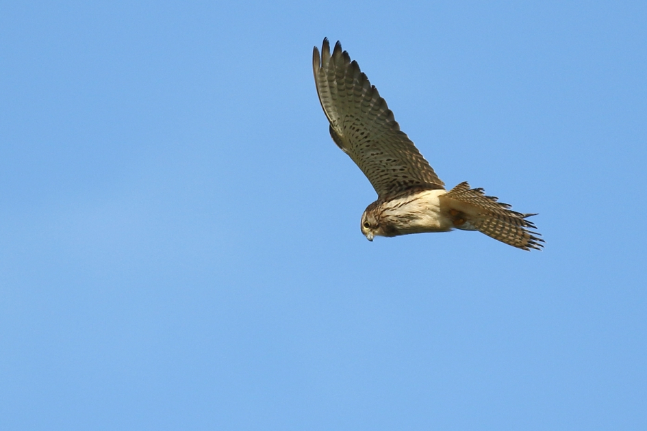 gebed zonder end - Vogels - torenvalk