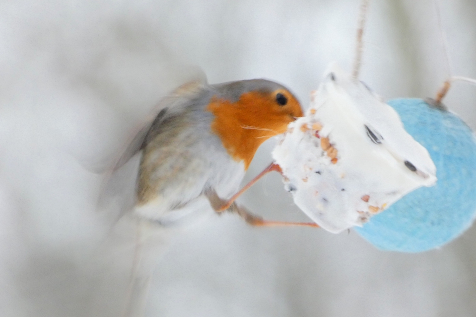 Geef nooit op - Vogels - Roodborstje
