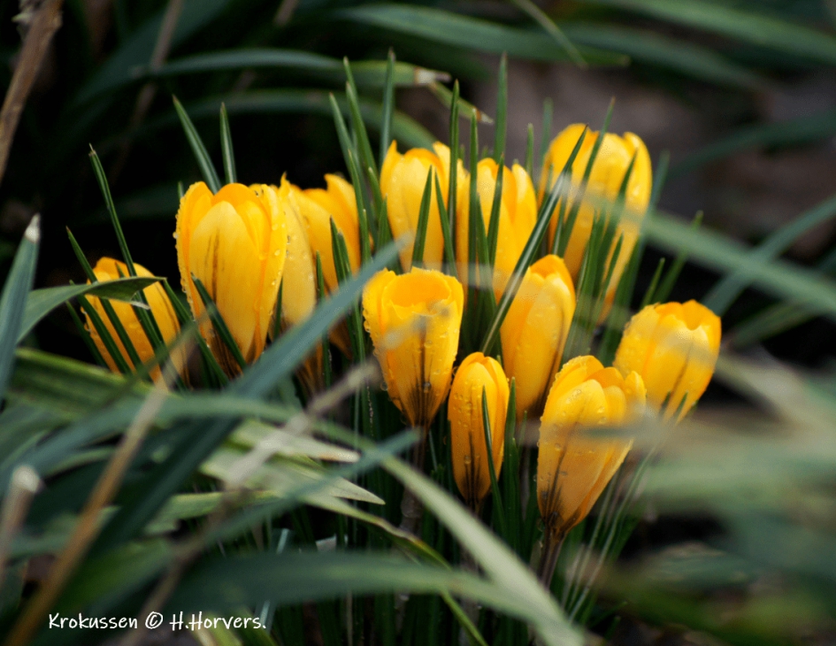 Gele Krokussen - Planten - Gele Krokussen