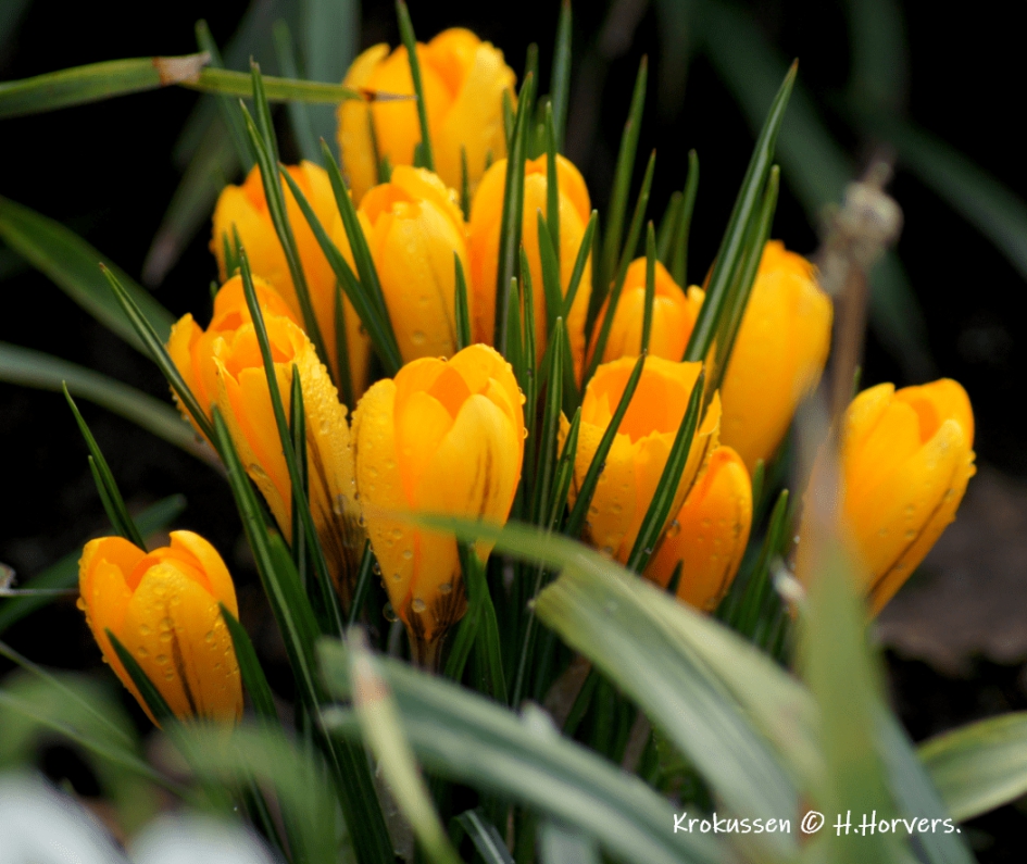 Gele Krokussen - Planten - Gele Krokussen