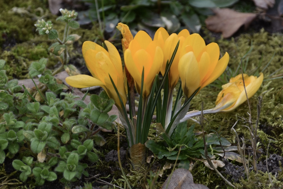 Gele krokussen - Planten - 