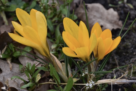 Gele krokussen