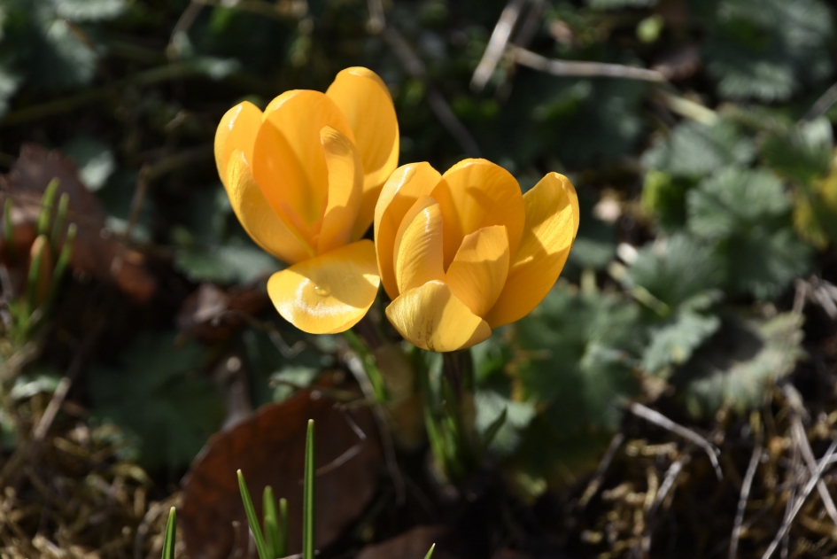 Gele krokussen - Planten - 