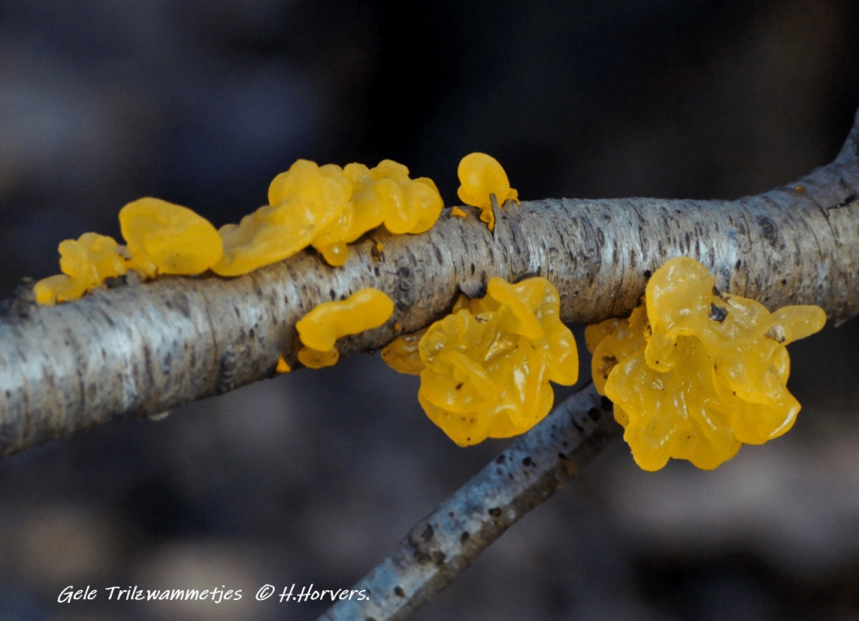 Gele Trilzwammetjes. - Schimmels - Gele Trilzwammetjes.