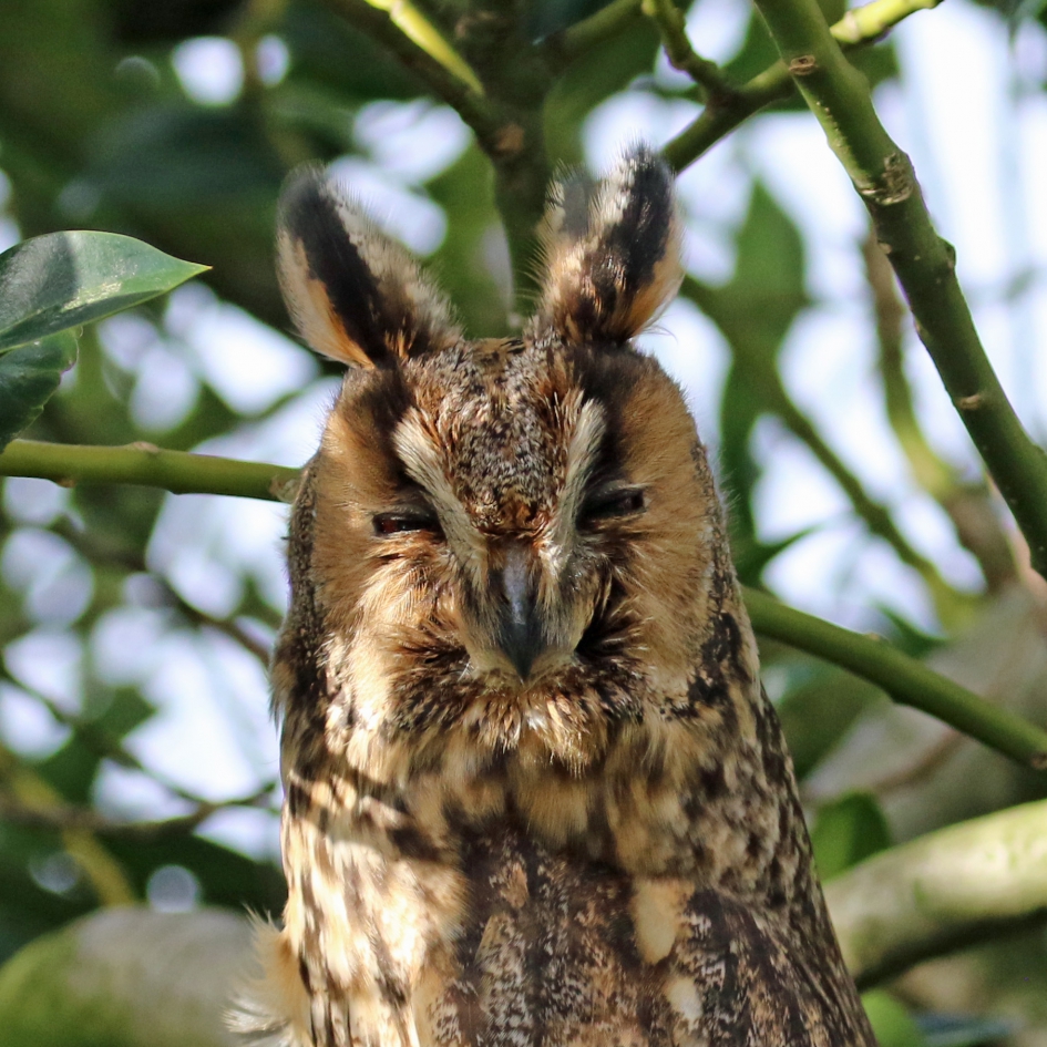 Genieten van het zonnetje - Vogels - Ransuil